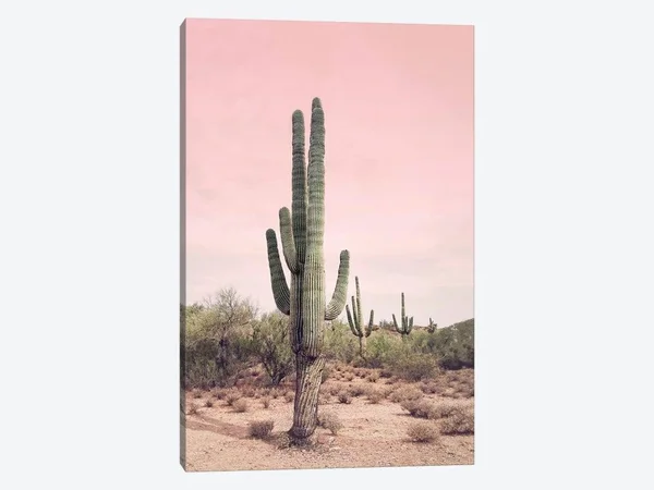 Desert Cactus Blush by Sisi and Seb - Graphic Art Print iCanvas Format: Wrapped Canvas - Size: 40x22 H x 26x22 W x 0.75x22 D, Mat