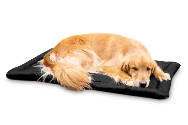 Tough Crate Pad - K9 Ballistics, Chew Resistant and More, Black, Small (29x22x18x22)