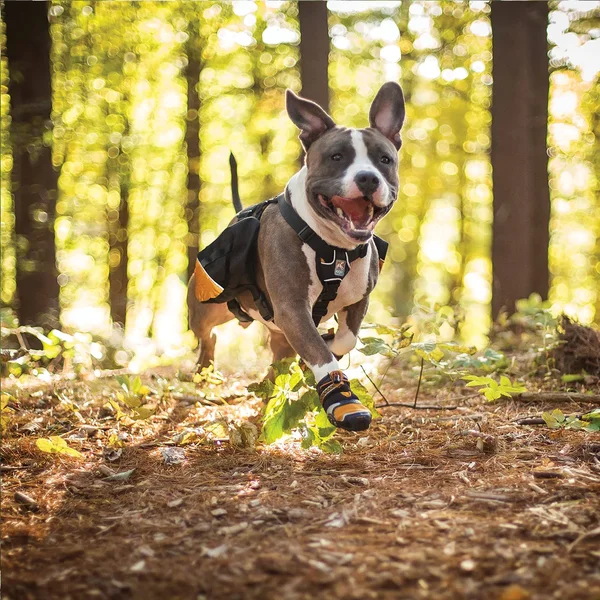 Kurgo Big Baxter Dog Backpack - Black/Orange