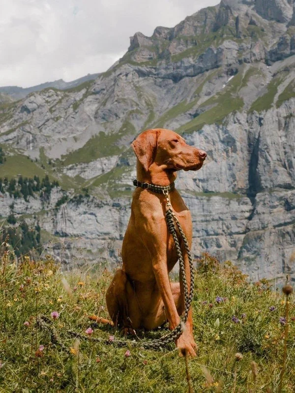 Touch of Leather Dog Collar - Military S - Steel