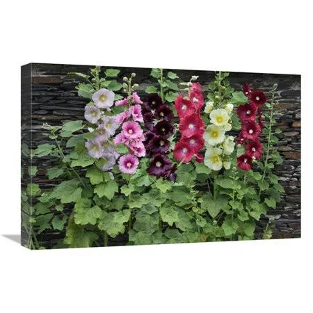 16 x 24 in. Holly Hock Flowers Art Print - Visionspictures MI1304492