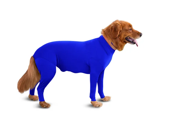 Shed Defender Shedding Dog Bodysuit - Royal Blue, Small