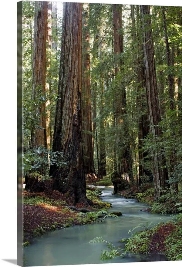Redwood Forest III, Large Solid-Faced Canvas Wall Art Print, Great Big Canvas