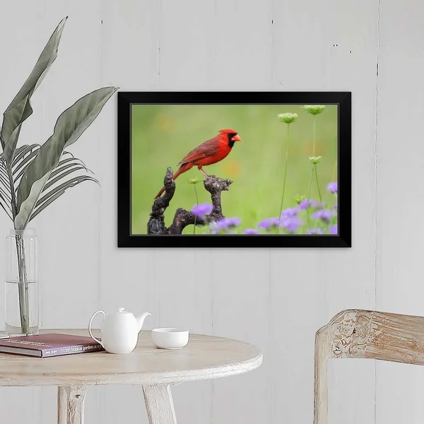 Northern Cardinal (Cardinalis Cardinalis) Male Perched on Limb - Black Framed Wall Art, 24x16, Great Big Canvas