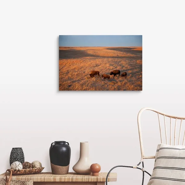 A Herd of Bison Roam on A Ranch - Canvas Wall Art, 30x20, Great Big Canvas