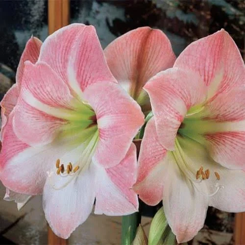 Galaxy Amaryllis Apple Blossom - Bag of 3 Bulbs, Hippeastrum &Apple Blossom&, Zone 3-10, Pink, White, 18 - 20 Inches, Full