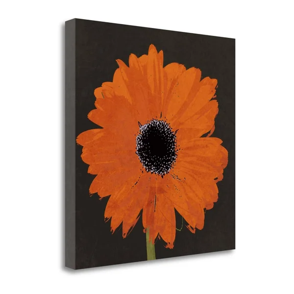Tangletown Fine Art Midnight Gerbera I by Robert Lacie - Giclee Print on Wrap Canvas, 35x22X35x22