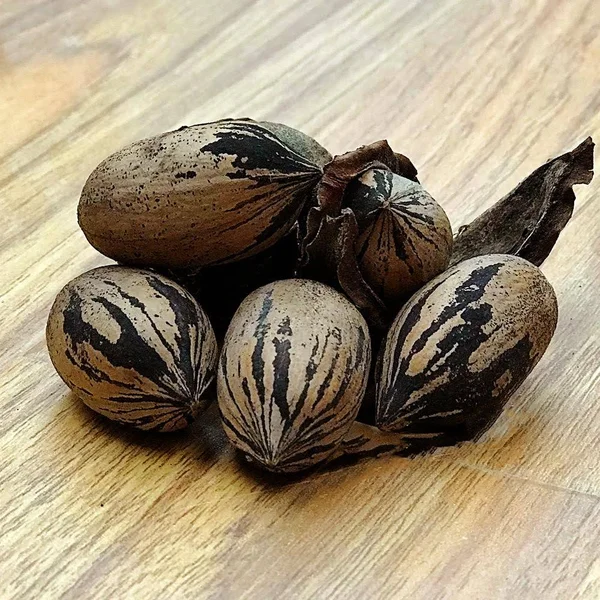Plant Me Green Sumner Pecan Tree