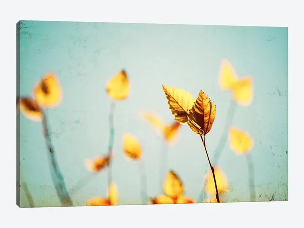 Carolyn Cochrane Canvas Prints - Sundance ( Seasons > Summer art)