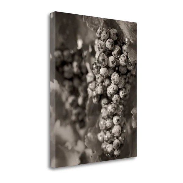 Tangletown Fine Art Grapes, 24x22 by Alan Blaustein, Giclee Print on Gallery Wrap Canvas, 35x22x45x22