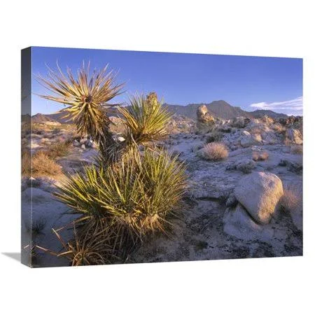 18 x 24 in. Mojave Yucca in Rocky Landscape Mojave National Preserve California Art Print - Tim Fitzharris MI1301023