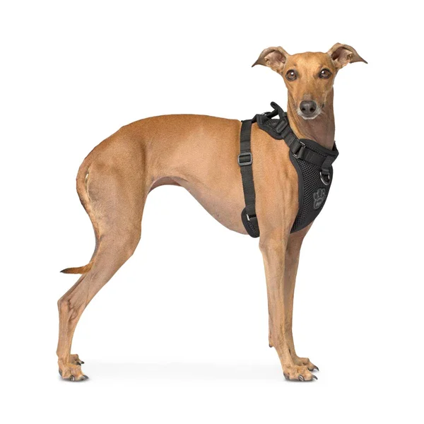 Canada Pooch Everything Harness Black X-Large