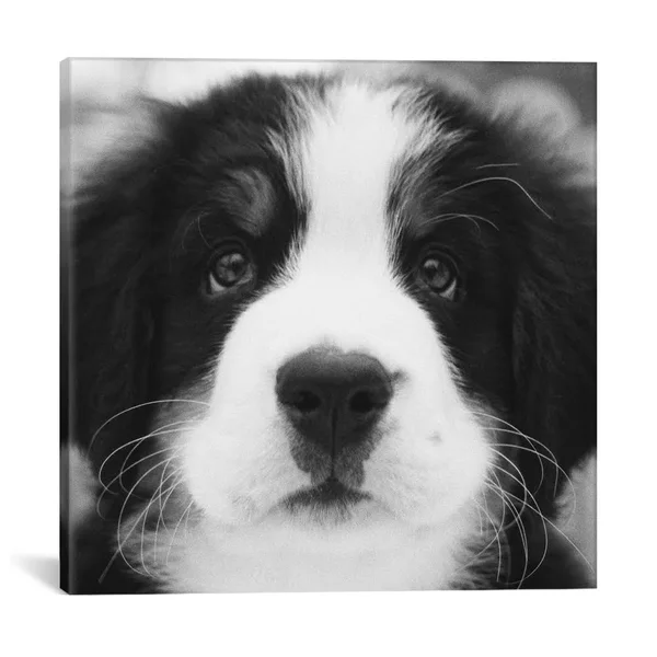 iCanvas - Ben by Kim Levin Canvas Print - ICS328-1PC3-26x26