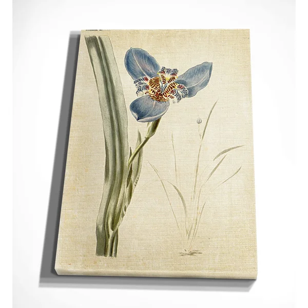 Wexford Home 'Botanical Plate I' Gallery-Wrapped Canvas Art, 18 x 24