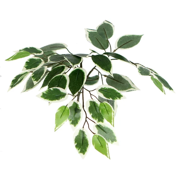 Vickerman 4& Variegated Ficus Bush in Sq Willow