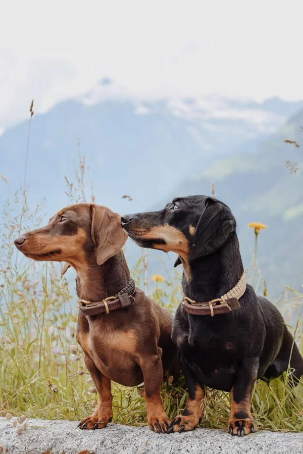 Touch of Leather Dog Collar - Chocolate XL - Brass