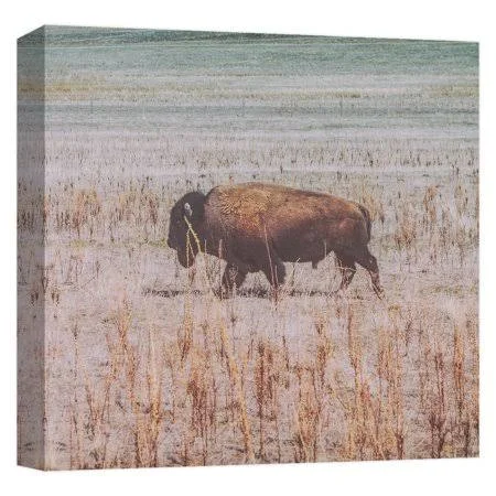 PTM Images, ROAMING Buffalo, 20x20, Decorative Canvas Wall Art, Size: 20 x 20