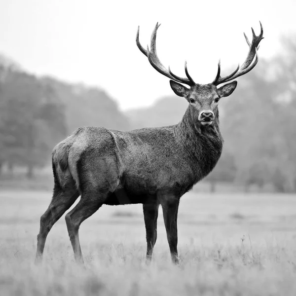 Easy Art Prints PhotoINC Studio's 'Proud Deer' Premium Canvas Art (30 x 30)
