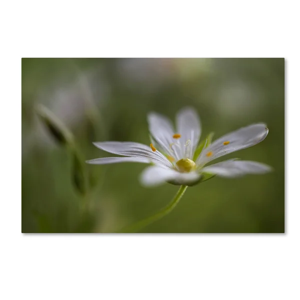 Trademark Fine Art 1X02352-C1219Gg Mandy Disher 'Stitchwort' Canvas AR