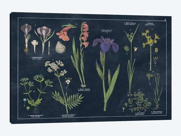 Botanical Floral Chart II Dark Blue Canvas Artwork Print by Wild Apple Portfolio ( Hobbies & lifestyles > Gardening art)