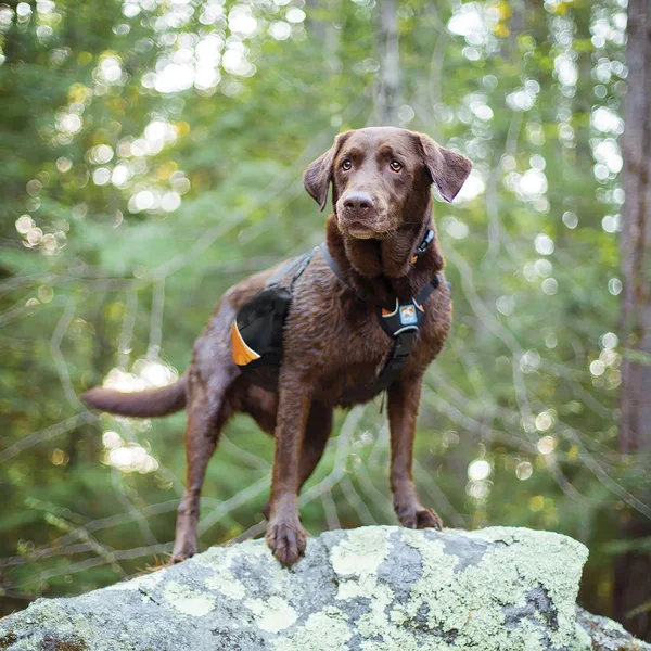 Kurgo Big Baxter Dog Backpack - Black/Orange