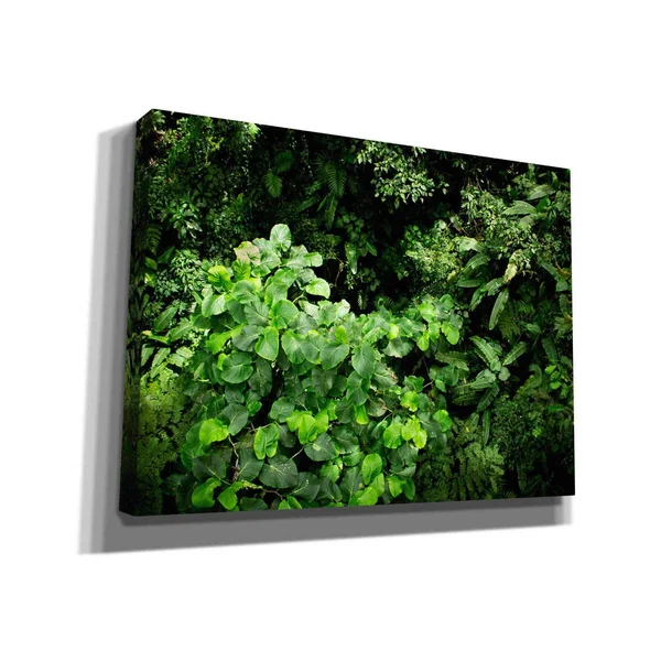 Cortesi Home 'Rainforest Canopy' by Nicklas Gustafsson Canvas Wall Art, 16 inchx12 inch, Size: 16 x 12, Green
