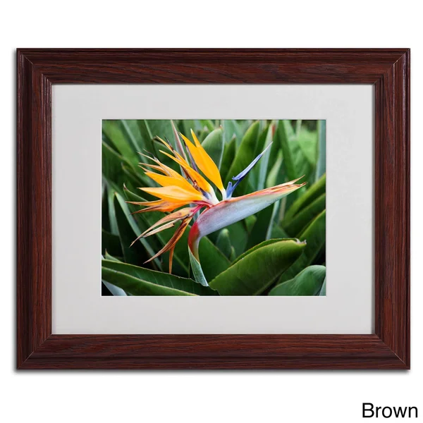 Trademark Fine Art Bird of Paradise Matted Framed Art by Pierre Leclerc, Size: 16 x 20