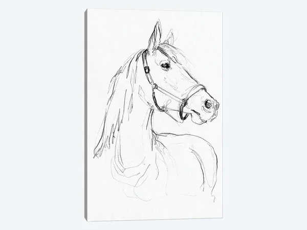 Jennifer Paxton Parker Paintings on Canvas Art - Bridle portraits II Print ( Prints & publications > Animal Illustration
