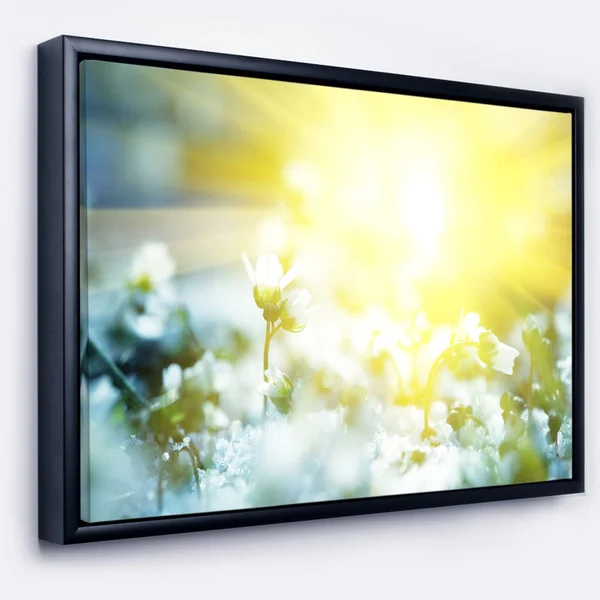 Designart 'Beautiful White Flowers at Sunrise' Large Flower Framed Canvas Wall Art - 20 in. Wide x 12 in. High