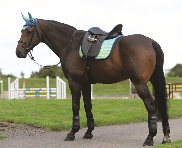 Weatherbeeta Prime Ombre Dressage Saddle Pad - Oceans Reef