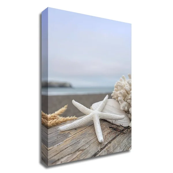 Tangletown Fine Art 21x22 x 14x22 Crescent Beach Shells 14 by Alan Blaustein Print on Canvas