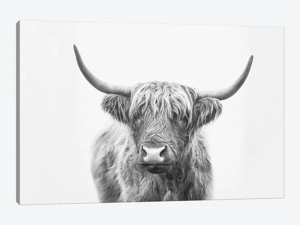 Highland Bull by Sisi & Seb - Graphic Art Print iCanvas Format: Wrapped Canvas, Size: 18x22 H x 26x22 W x 0.75x22 D, Matte C