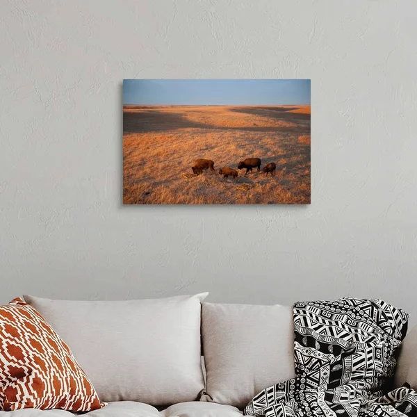 A Herd of Bison Roam on A Ranch - Canvas Wall Art, 30x20, Great Big Canvas