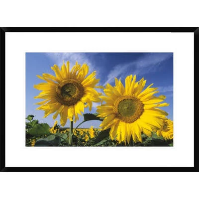Global Gallery Common Sunflower Field - Europe by Ingo Arndt Framed Photographic Print Size: 20.08x22 H x 28x22 W x 1.5x22 D