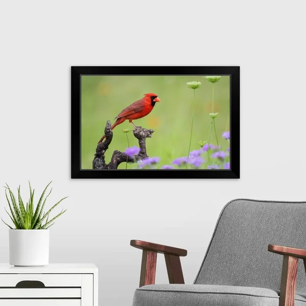 Northern Cardinal (Cardinalis Cardinalis) Male Perched on Limb - Black Framed Wall Art, 24x16, Great Big Canvas