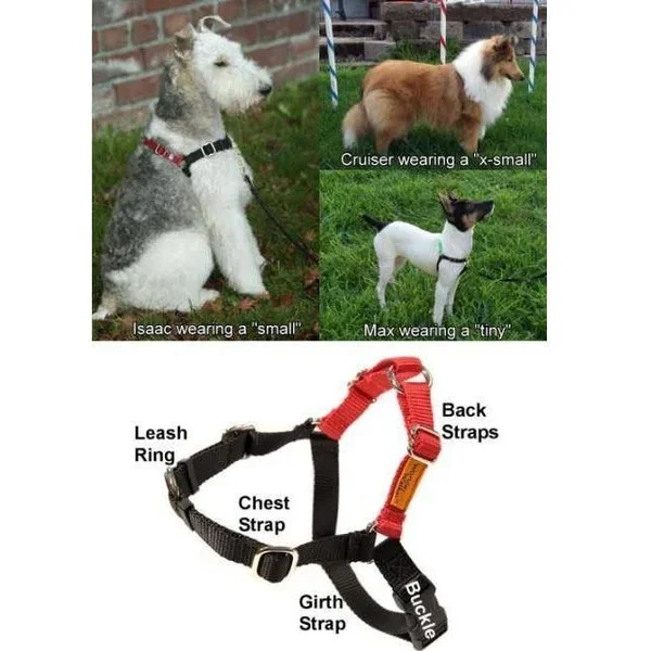 Wonder Walker Body Halter Dog Harness - Medium (1x22) Dolan Royal Blue