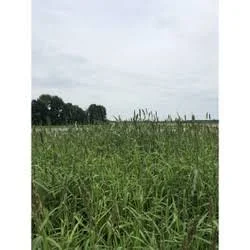 Mack&s Attract Duck Forage Food Plot Seed - 20lb