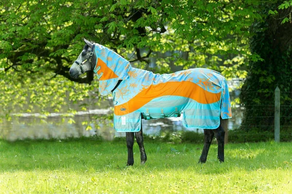 Amigo Three-In-One Evolution Fly Sheet 84 Aqua/Orange