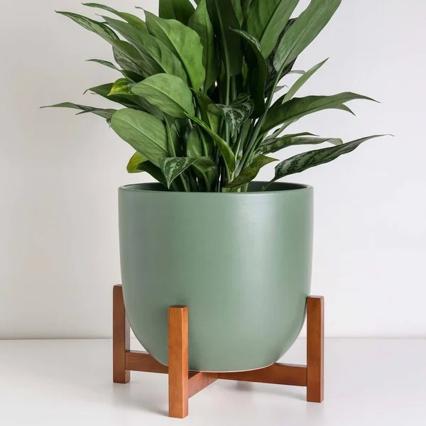 Peach & Pebble - Contour Ceramic Planter + Wood Stand Forest Green, Medium, 12 inch