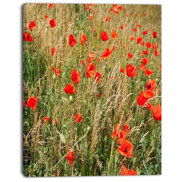 Designart &Red Poppy Field with Full of Flowers& Photographic Print on Wrapped Canvas Size: 40x22 H x 30x22 W x 1x22 D