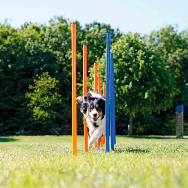 Agility Slalom Masts - 115Xø 3 cm Trixie