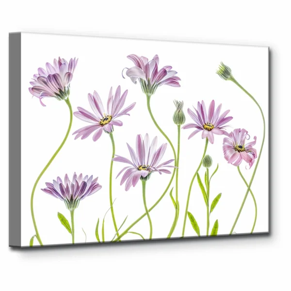 Ready2HangArt Cape Daisies I Canvas Wall Art