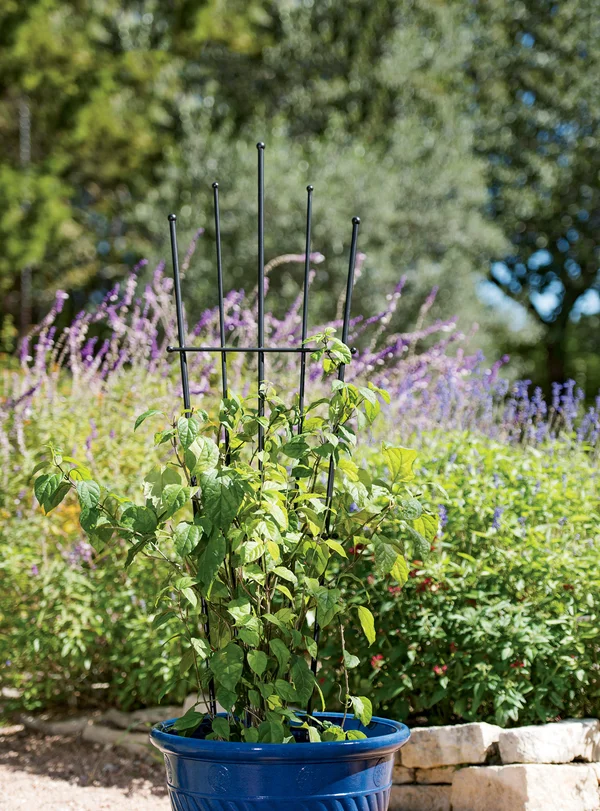 Essex Fan Trellis, 57 - Gardener&s Supply Company