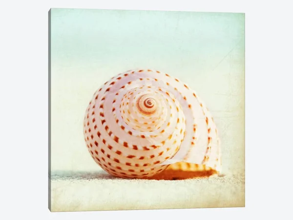 Carolyn Cochrane Canvas Art Prints - Seashell Voices ( scenic & landscapes > Nature > Sea Shells art)