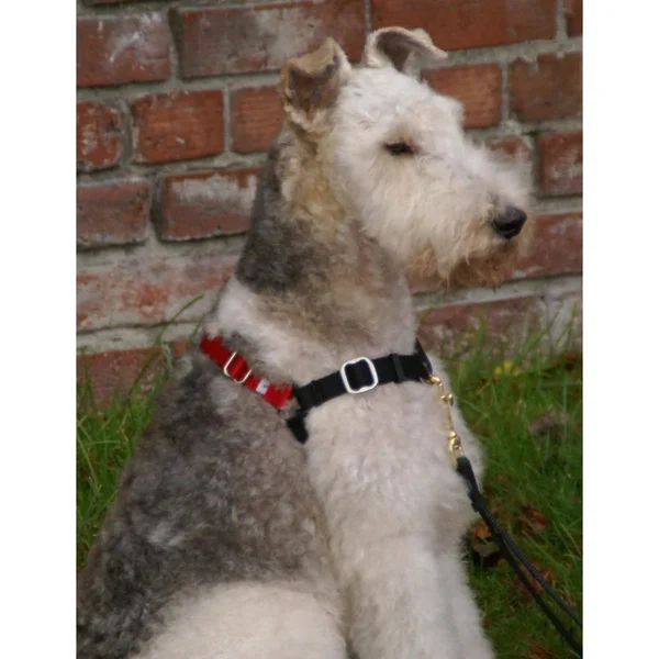 Wonder Walker Body Halter Dog Harness - Medium (1x22) Dolan Royal Blue