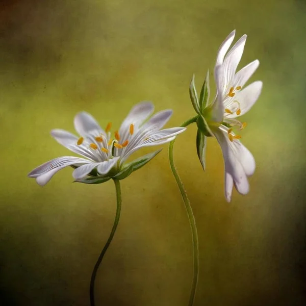 Easy Art Prints Mandy Disher's 'Echo' Premium Canvas Art - 24 x 24 - Modern Black Frame