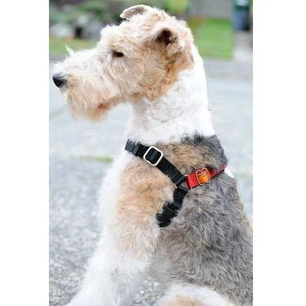 Wonder Walker Body Halter Dog Harness - Medium (1x22) Dolan Royal Blue