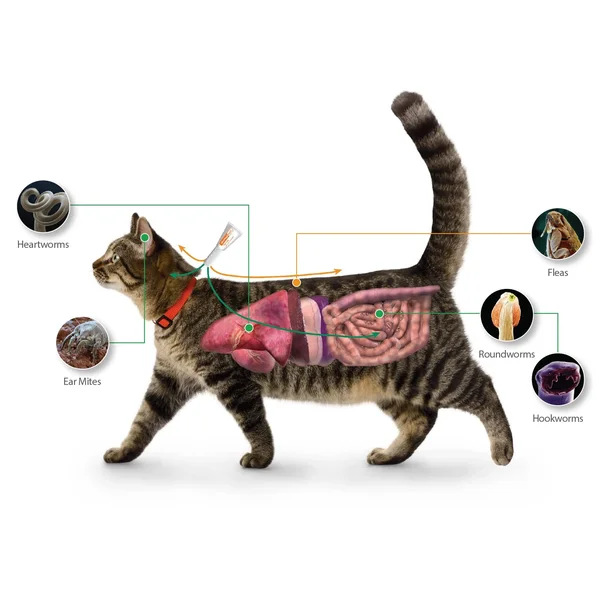 Advantage Multi for Cats 2-5 lbs - 3 Month Supply