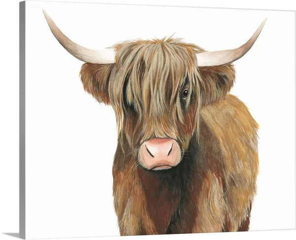 Highland Cattle II, Canvas Wall Art, 45x36, Great Big Canvas