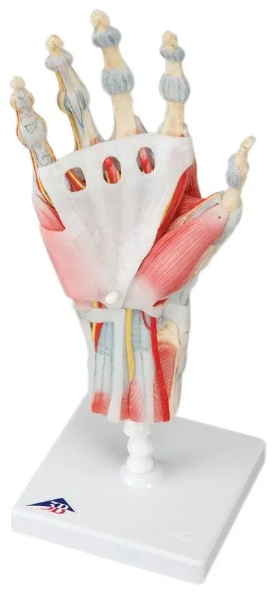 Fabrication Enterprises - 12-4522 - Anatomical Model - Hand Skeleton with Removable Ligaments & Muscles - 4-Part - each